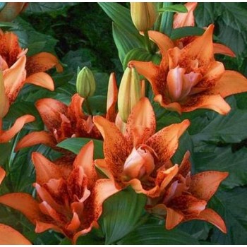 Bulbi crini Double Love - 1 bucată Bulbi crini Double Love - 1 bucată