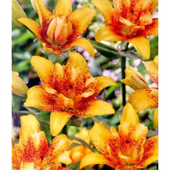 Bulbi crini Double Nugget - 1 bucată