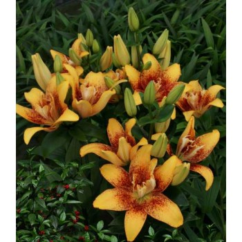 Bulbi crini Double Nugget - 1 bucată