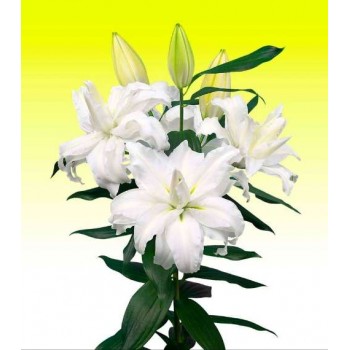 Bulbi crini Edsilia - 1 bucată, bulbi FOARTE MARI Bulbi crini Edsilia - 1 bucată, bulbi FOARTE MARI