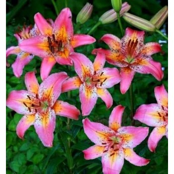 Bulbi crini Fancy Dance - 1 bucată Bulbi crini Fancy Dance - 1 bucată