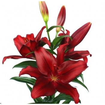 Bulbi crini Forza Red - 1 bucată