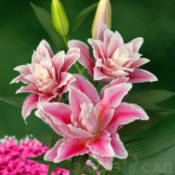 Bulbi crini Javiera - 1 bucată Bulbi crini Javiera - 1 bucată