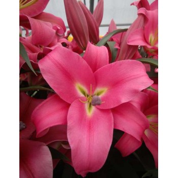 Bulbi crini Profundo - 1 bucată, FLORI MARI Bulbi crini Profundo - 1 bucată, FLORI MARI