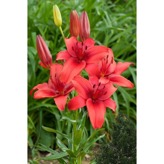 Bulbi crini Red Highland - 1 bucată Bulbi crini Red Highland - 1 bucată