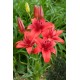 Bulbi crini Red Highland - 1 bucată Bulbi crini Red Highland - 1 bucată