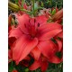 Bulbi crini Red Highland - 1 bucată Bulbi crini Red Highland - 1 bucată