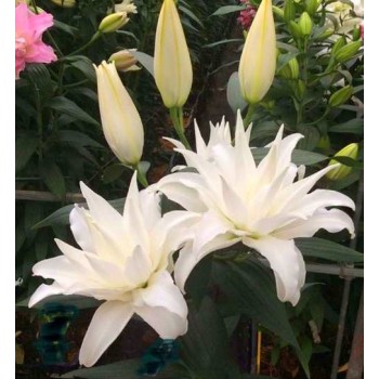 Bulbi crini Tanya - 1 bucată, bulbi MARI Bulbi crini Tanya - 1 bucată, bulbi MARI