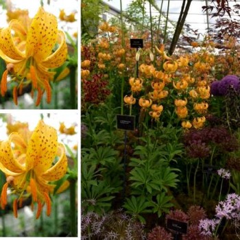 Bulbi crini Terrace City - 1 bucată, bulbi foarte MARI, 22/24 Bulbi crini Terrace City - 1 bucată, bulbi foarte MARI, 22/24