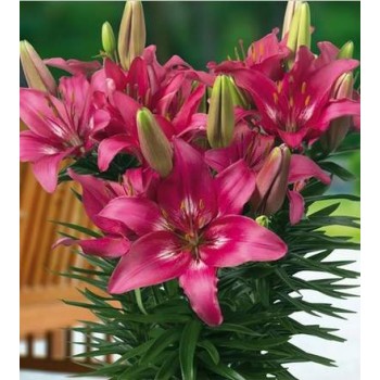 Bulbi crini Trendy Dakota - 1 bucată