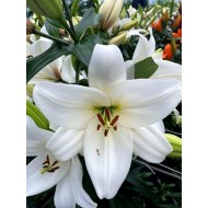 Bulbi crini Vestaro - 1 bucată