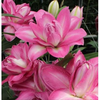 Bulbi crini Visione - 1 bucată