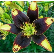 Bulbi crini Easy Dance - 1 bucată Bulbi crini Easy Dance - 1 bucată