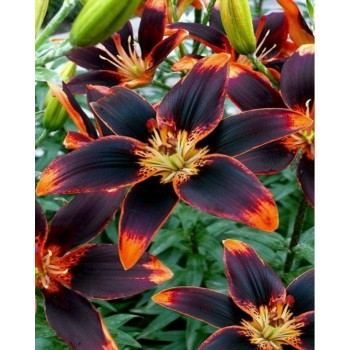 Bulbi crini Forever Susan - 1 bucată Bulbi crini Forever Susan - 1 bucată