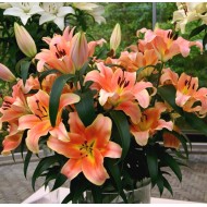 Bulbi crini Zelmira - 1 bucată