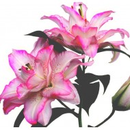 Bulbi crini Beautyland - 1 bucată, bulbi foarte MARI, circumf. 20/+