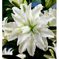 Bulbi crini Bowl of Beauty - 1 bucată, circumf. 14/16 cm