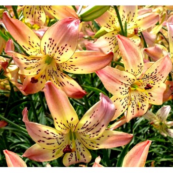 Bulbi crini Corsage - 1 bucată, bulbi FOARTE MARI