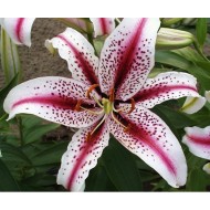 Bulbi crini Dizzy - 1 bucată Bulbi crini Dizzy - 1 bucată