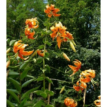 Bulbi crini Henryi - 1 bucată