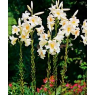 Bulbi crini Madonna - 1 bucată