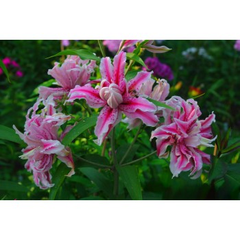 Bulbi crini Magic Star - 1 bucată