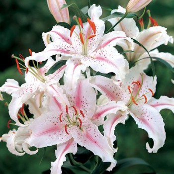 Bulbi crini Muscadet - 1 bucată