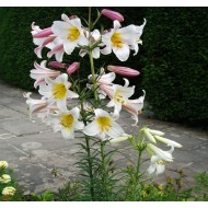 Bulbi crini Regale - 1 bucată