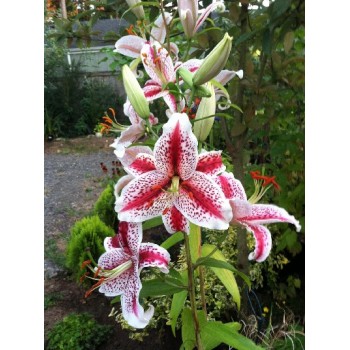 Bulbi crini Tigerwoods - 1 bucată