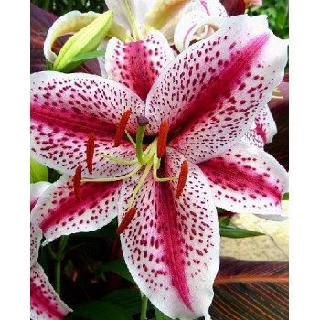 Bulbi crini Tigerwoods - 1 bucată