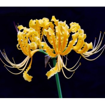 Bulbi lycoris aurea - 1 bucată,  înflorește toamna, bulbi MARI Bulbi lycoris aurea - 1 bucată,  înflorește toamna, bulbi MARI