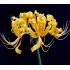 Bulbi lycoris aurea - 1 bucată,  înflorește toamna, bulbi MARI