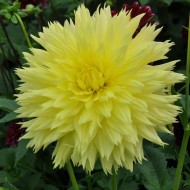 Bulbi dalii Hale Bopp - 1 bucată