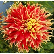 Bulbi dalii Show n Tell - 1 bucată Bulbi dalii Show n Tell - 1 bucată