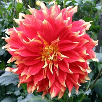 Bulbi dalii Bodacious - 1 bucată, flori MARI