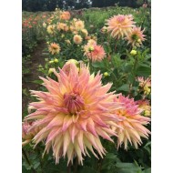 Bulbi dalii Penhill Autumn Shade - 1 bucată