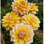 Bulbi dalii Seattle - 1 bucată