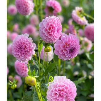 Bulbi dalii Stolze von Berlin - 1 bucată