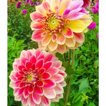 Bulbi dalii Temple of Beauty - 1 bucată