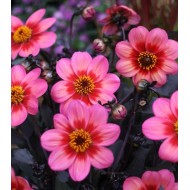 Bulbi dalii Tricolore - 1 bucată Bulbi dalii Tricolore - 1 bucată