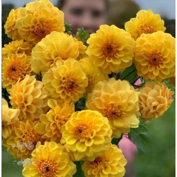 Bulbi dalii Golden Scepter - 1 bucată