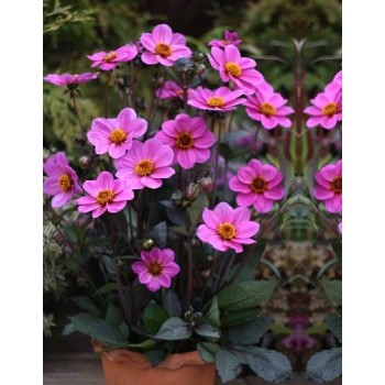 Bulbi dalii HS Juliet - 1 bucată, soi cu frunze închise la culoare