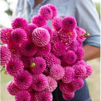 Bulbi dalii Jan van Schaffelaar - 1 bucată