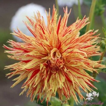 Bulbi dalii Reijman s Firecrackery - 1 bucată