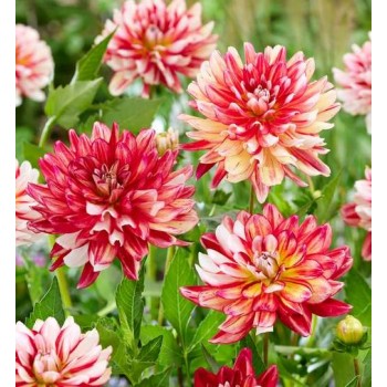 Bulbi dalii Short Track - 1 bucată