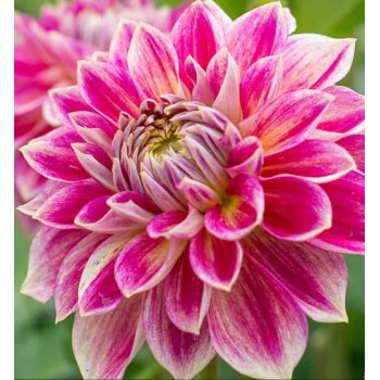 Bulbi dalii Temple of Beauty - 1 bucată