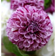 Bulbi dalii Marble Ball - 1 bucată