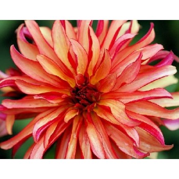 Bulbi dalii Art Deco - 1 bucată, caliatea a II-a