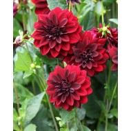 Bulbi dalii Arabian Night - 1 bucată Bulbi dalii Arabian Night - 1 bucată