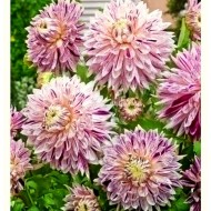 Bulbi dalii Avignon - 1 bucată